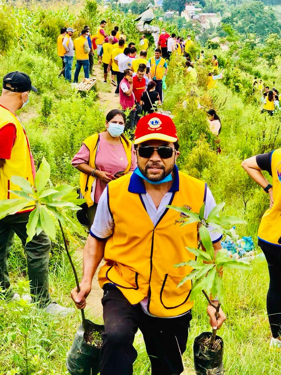 Tree plantation